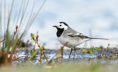 BUITEN BEELD Foto: 380081