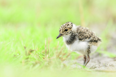 BUITEN BEELD Foto: 380087