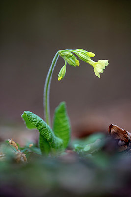 BUITEN BEELD Foto: 380096