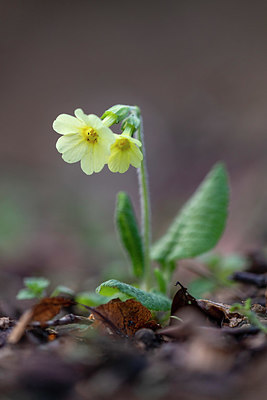 BUITEN BEELD Foto: 380099
