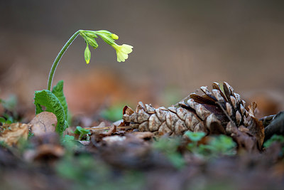 BUITEN BEELD Foto: 380102