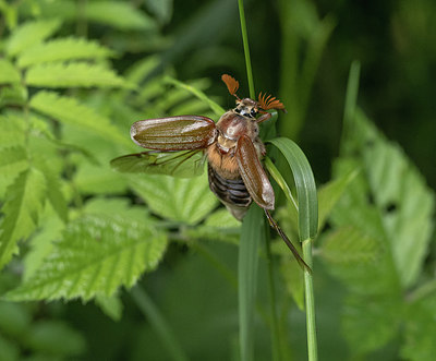 BUITEN BEELD Foto: 380111