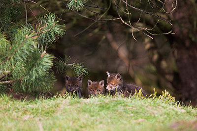 BUITEN BEELD Foto: 380142