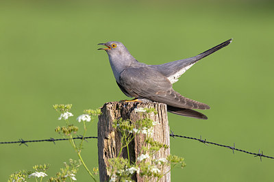 BUITEN BEELD Foto: 380149