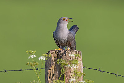 BUITEN BEELD Foto: 380151