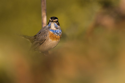 BUITEN BEELD Foto: 380291