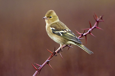 BUITEN BEELD Foto: 380335