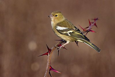 BUITEN BEELD Foto: 380337