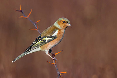 BUITEN BEELD Foto: 380340