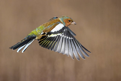 BUITEN BEELD Foto: 380343