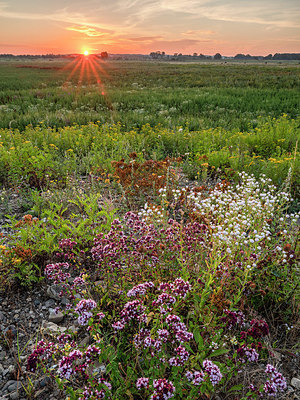 BUITEN BEELD Foto: 380363