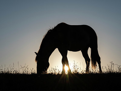 BUITEN BEELD Foto: 380384