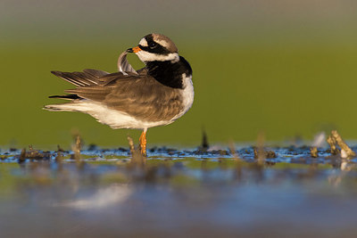 BUITEN BEELD Foto: 380387