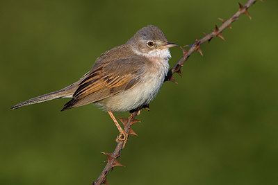 BUITEN BEELD Foto: 380428