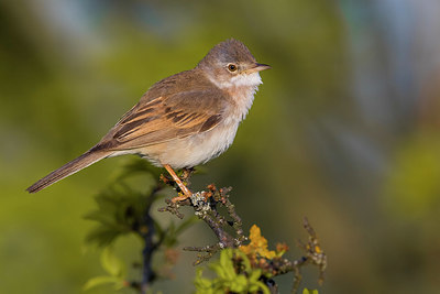 BUITEN BEELD Foto: 380430