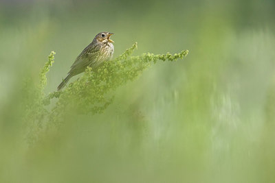 BUITEN BEELD Foto: 380431