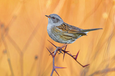 BUITEN BEELD Foto: 380438