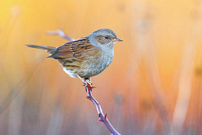 BUITEN BEELD Foto: 380439