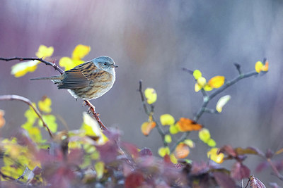 BUITEN BEELD Foto: 380441