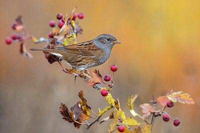 BUITEN BEELD Foto: 380442