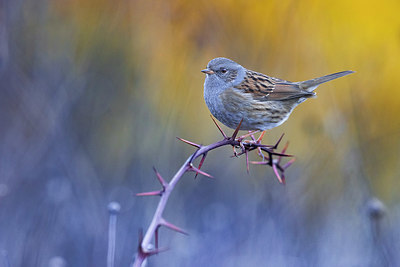 BUITEN BEELD Foto: 380444