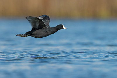 BUITEN BEELD Foto: 380453