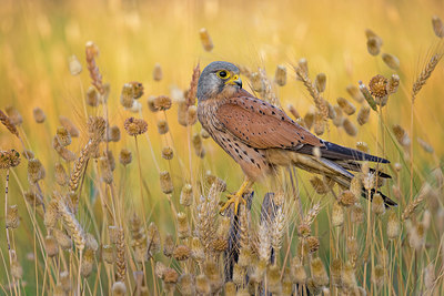 BUITEN BEELD Foto: 380459