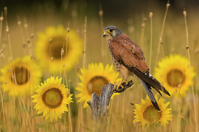 BUITEN BEELD Foto: 380462