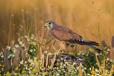 BUITEN BEELD Foto: 380464