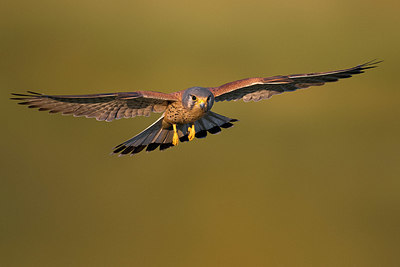BUITEN BEELD Foto: 380470