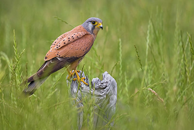 BUITEN BEELD Foto: 380471