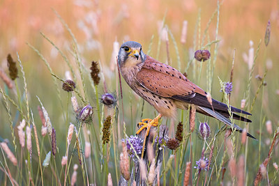 BUITEN BEELD Foto: 380474