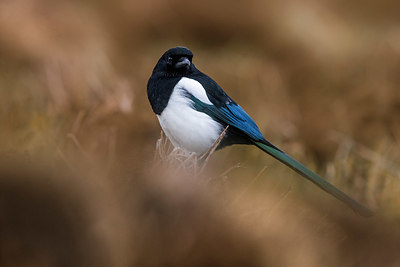 BUITEN BEELD Foto: 380484