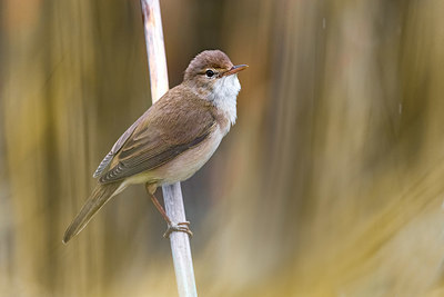 BUITEN BEELD Foto: 380487