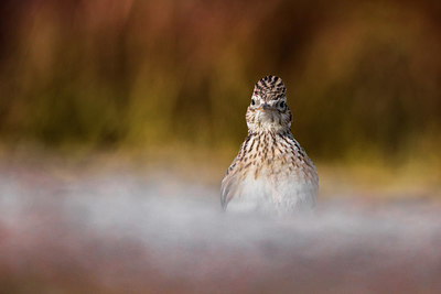 BUITEN BEELD Foto: 380491