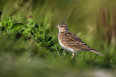 BUITEN BEELD Foto: 380492