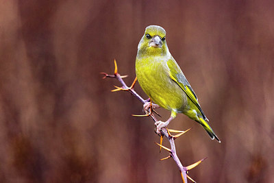 BUITEN BEELD Foto: 380522