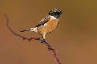 BUITEN BEELD Foto: 380536