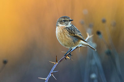 BUITEN BEELD Foto: 380538