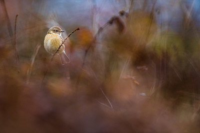 BUITEN BEELD Foto: 380541