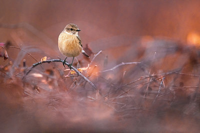 BUITEN BEELD Foto: 380542