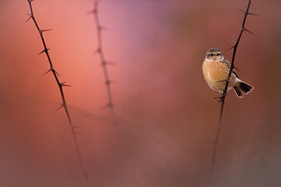 BUITEN BEELD Foto: 380543