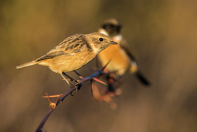 BUITEN BEELD Foto: 380545