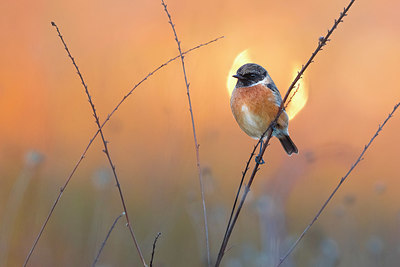 BUITEN BEELD Foto: 380551