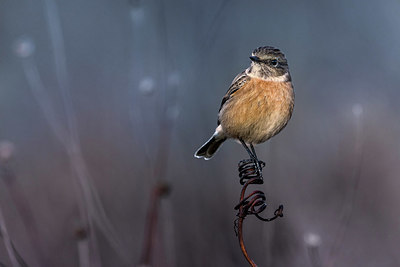 BUITEN BEELD Foto: 380554