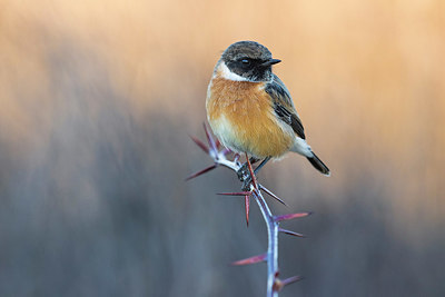 BUITEN BEELD Foto: 380556