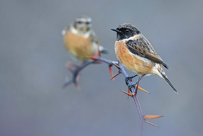 BUITEN BEELD Foto: 380558