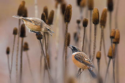 BUITEN BEELD Foto: 380559