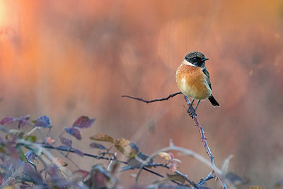 BUITEN BEELD Foto: 380561