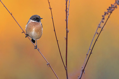 BUITEN BEELD Foto: 380562